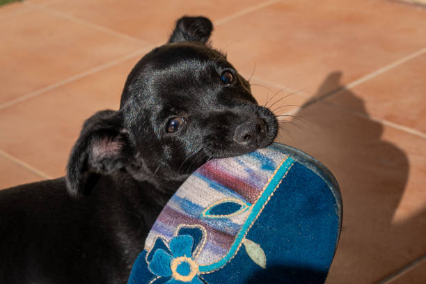 istock Two month old puppy biting a blue slipper. 1293488677
