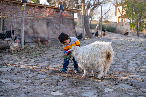 Çiftlikte Ankara keçisi ile oynayan ve keçiyi besleyen küçük sevimli çocuk. Gökkuşağı rengi kazağı ve beyaz Ankara keçisi ile rengarenk bir fotoğraf