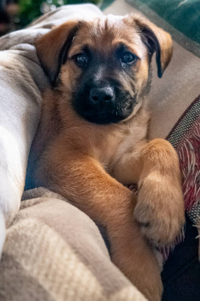 Two month old puppy sitting on the sofa on a blanket Two month old puppy sitting on the sofa on a blanket spanish mastiff puppies stock pictures, royalty-free photos & images
