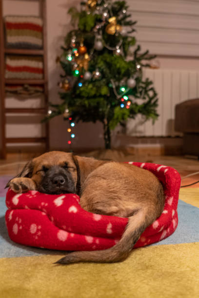Gorgeous tan puppy asleep in a red basket next to the christmas tree Gorgeous tan puppy asleep in a red basket next to the christmas tree spanish mastiff puppies stock pictures, royalty-free photos & images