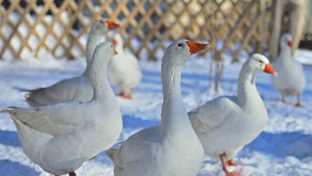 Gans überlebte Weihnachten – Foto