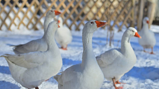 Goose survived Christmas stock photo