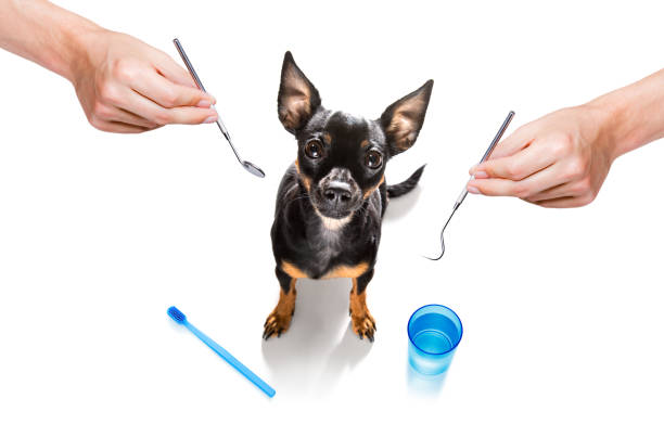 dental toothbrush dog prague ratter dog holding a toothbrush with mouth at the dentist, isolated on white background pražský krysařík stock pictures, royalty-free photos & images
