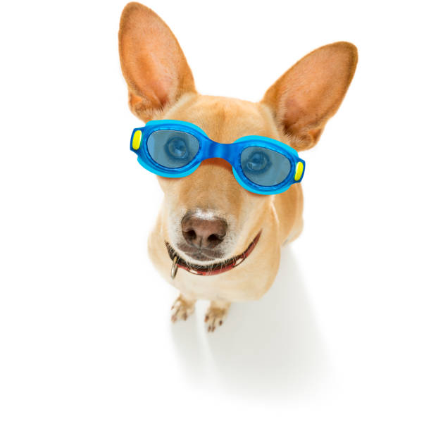 istock dog swim goggles in pool 1293490919