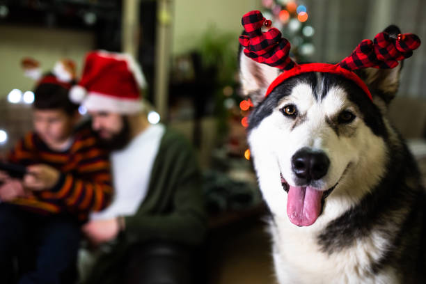 istock Winter holidays at home 1293490950