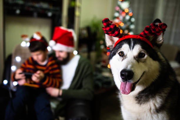 istock A happy dog spending Christmas with his humans 1293490951