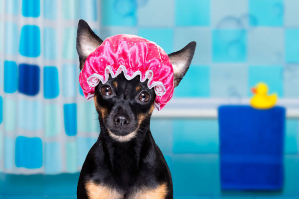 dog in bathtub under shower celaning and washing prague ratter dog under shower with cap, in bathtub , washing and cleaning with sponge pražský krysařík stock pictures, royalty-free photos & images