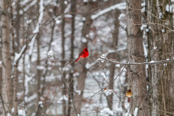 istock Birds in winter in the snow 1293491102