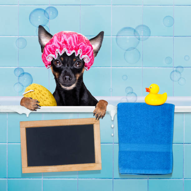 istock dog in bathtub under shower celaning and washing 1293491121