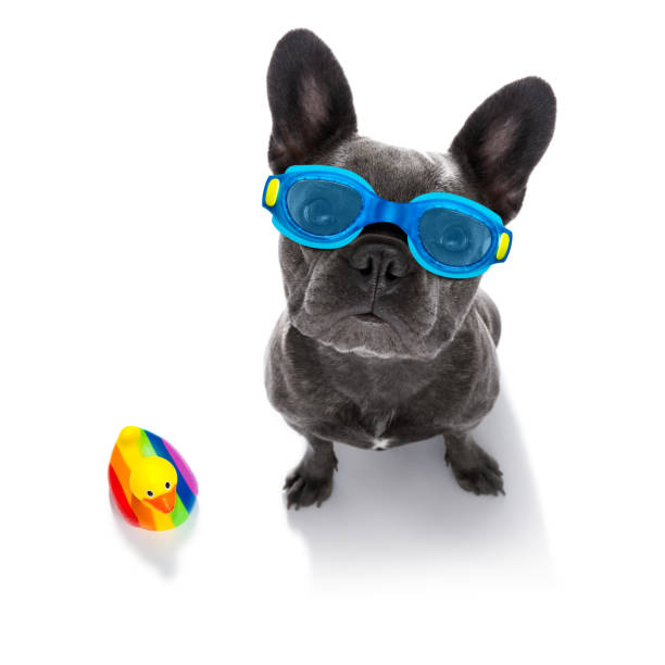 istock dog swim goggles in pool 1293491144