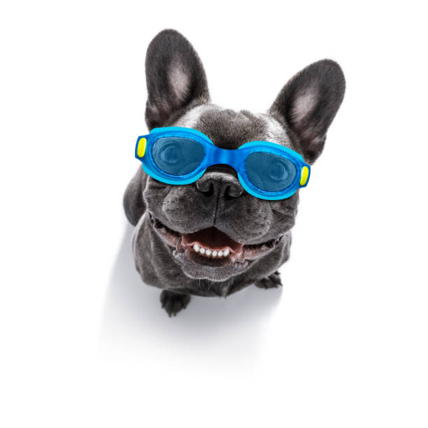 istock dog swim goggles in pool 1293491194