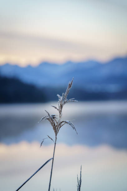 istock Single weed in winter at a lake 1293491280
