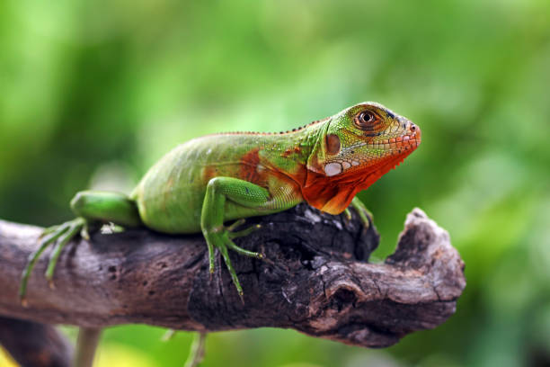 istock baby red iguana on a branch 1293491335