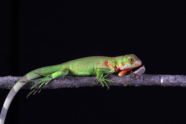 istock baby red iguana 1293491358