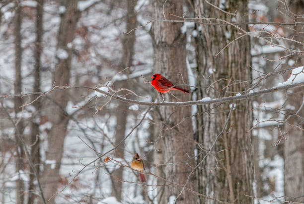istock Birds in winter in the snow 1293491389