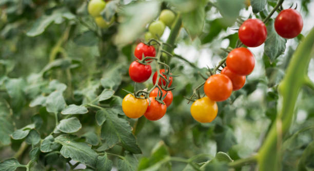 istock Tomatoes In The Greenhouse 1293491444