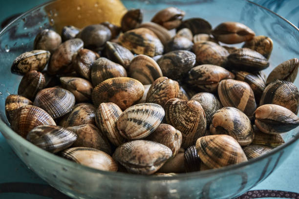 istock clams from spain very exquisite 1293491548