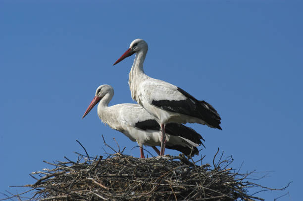 istock couple of white stork at nest 1293492234