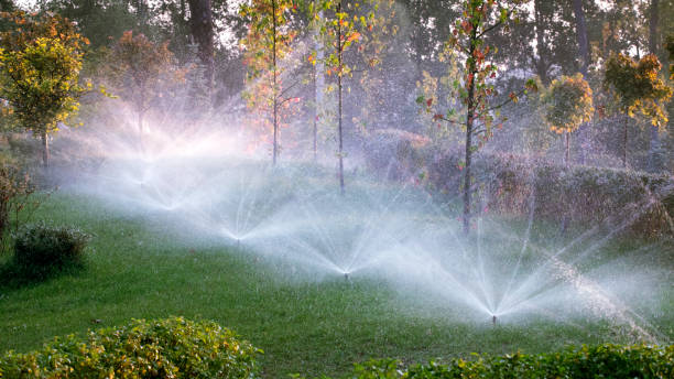 istock Automatic watering in the park at dawn 1293492765