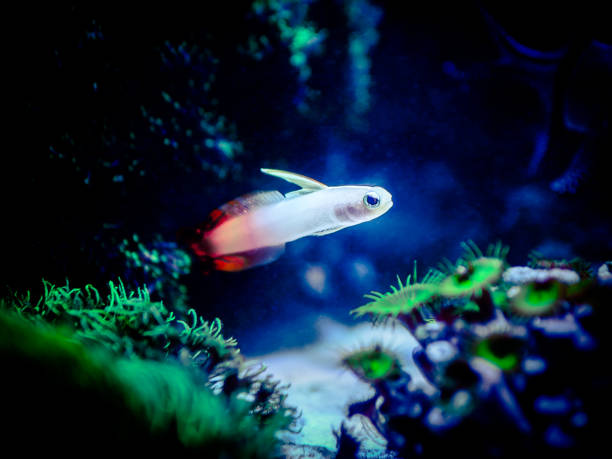 istock Fire goby (Nemateleotris magnifica) isolated in a reef tank 1293492836