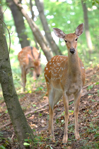 istock Three surprised deer, family in the woods. 1293493525