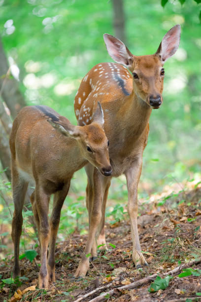 istock Three surprised deer, family in the woods. 1293493526