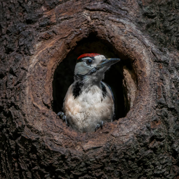 wielki plamisty dzięcioł ( dendrocopos major) - dendrocopos zdjęcia i obrazy z banku zdjęć