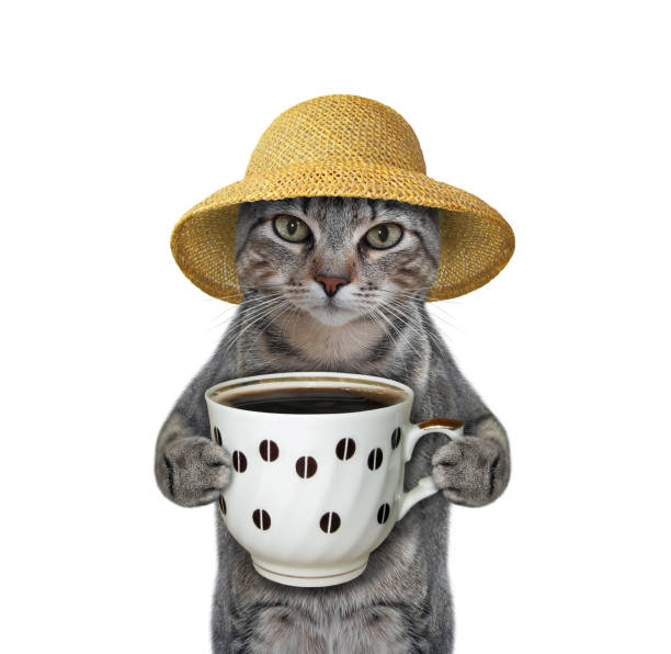 istock Cat gray wants to drink coffee 2 1293493779