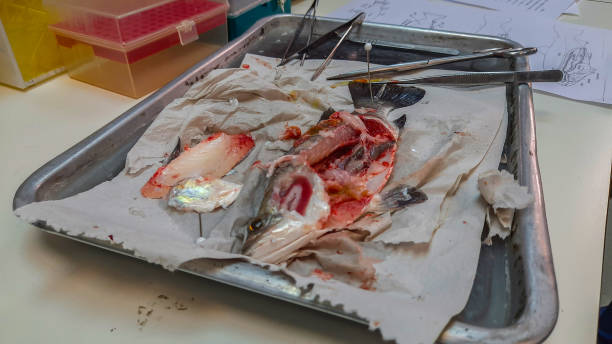 istock Fish anatomy for scientific purposes 1293493843