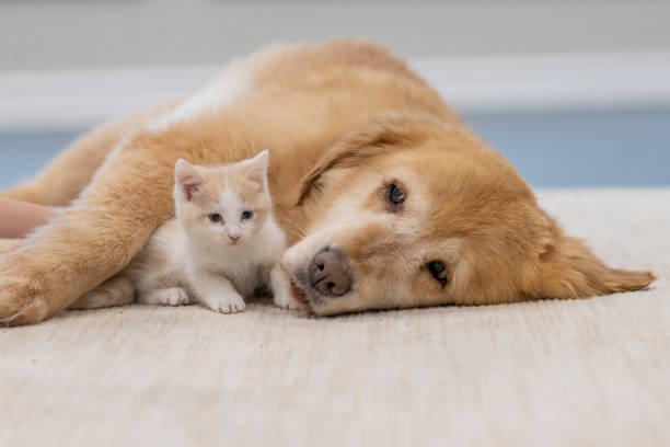 istock Sleepy retriever dog with cute kitten 1293495220