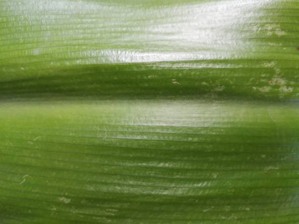 istock Com plant, Dracaena.  Green leaf of Com plant. 1293495588