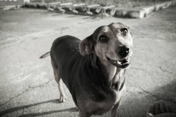 The heartwarming image captures the special bond between the dog and it's human, this create a scene of pure love and companionship