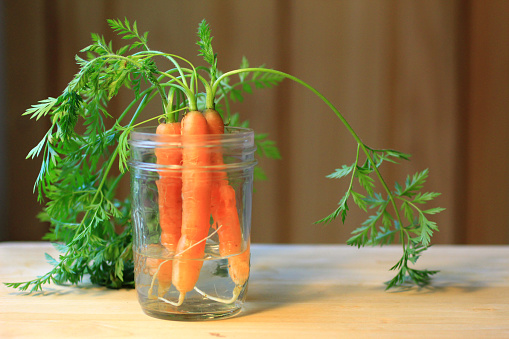 Three freshly winter-harvested baby organic carrots