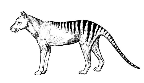 Drawing of Tasmanian tiger - hand sketch of extinct mammal A hand drawn Thylacine, monochrome classic pen and ink illustration. Artist: Mateusz Atroszko, created 03.11.2020. tasmanian stock illustrations