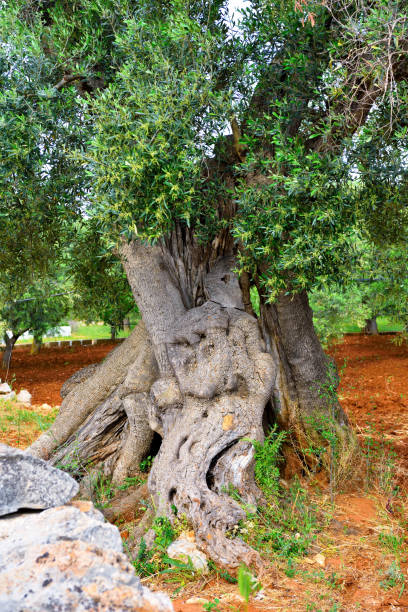 istock ostuni puglia italy 1293500032