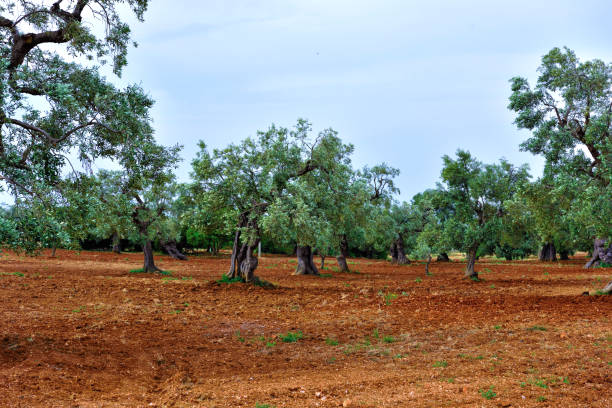 istock ostuni puglia italy 1293500084