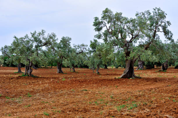 istock ostuni puglia italy 1293500120