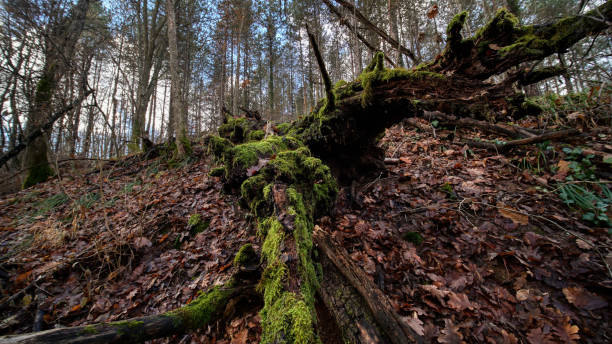 istock Rotten wood covered with green moss 1293500873