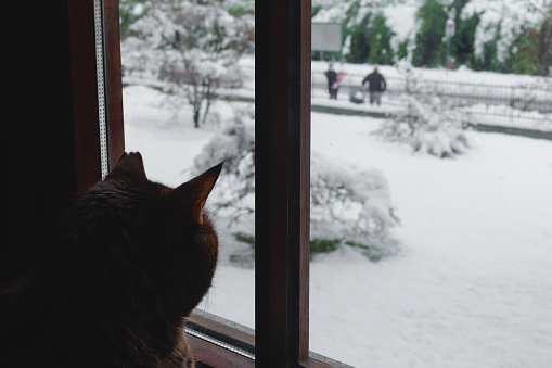 A tabby cat looking through window at people and snow on the street. Copy space.