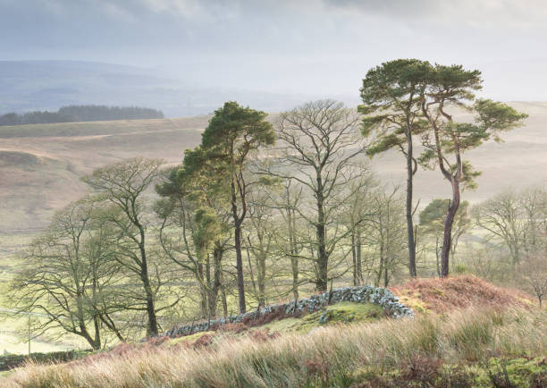 istock A copse of pine trees and bare deciduous trees in strong winter light on Hadrian's Wall and The Pennine Way, Northumberland 1293506942