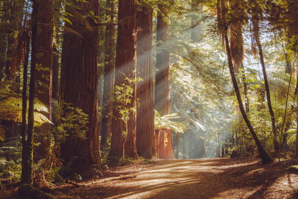 Rotorua Redwoods Early morning walking in the Rotorua Redwoods forest redwood tree stock pictures, royalty-free photos & images