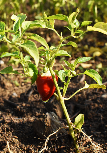 Chili peper plant with small red peppers