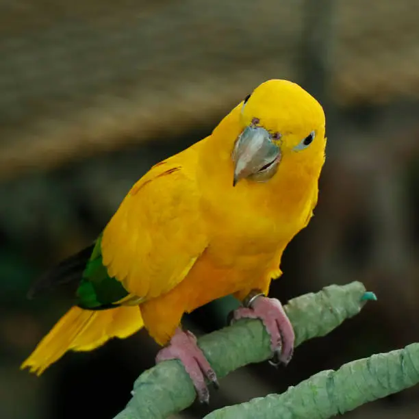 The golden parakeet or golden conure sitting on a branch