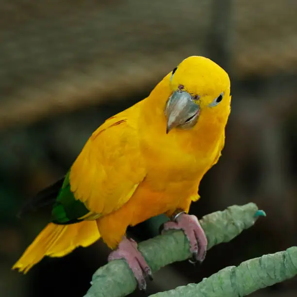 The golden parakeet bird or golden conure sitting on a branch
