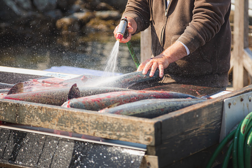 A fisherman at Port Renfrew, Vancouver Island British Columbia in Canada sprays the day's catch of chinook salmon before cleaning them.