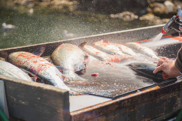 spryskaj codzienny połów - chinook salmon zdjęcia i obrazy z banku zdjęć