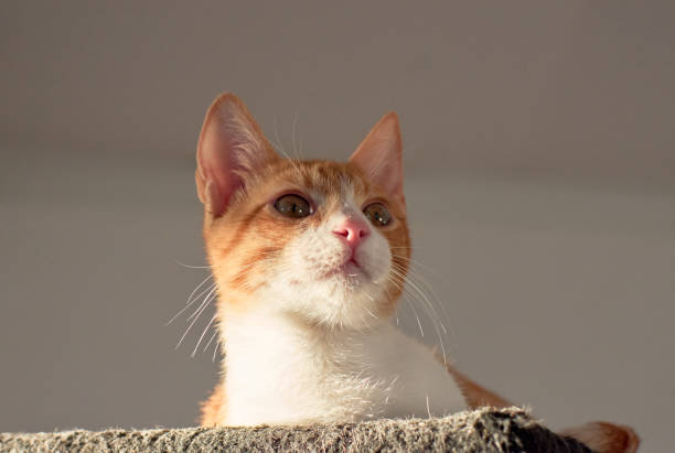 A closeup shot of an orange and white kitten lying on his soft cozy bed under the sunlight