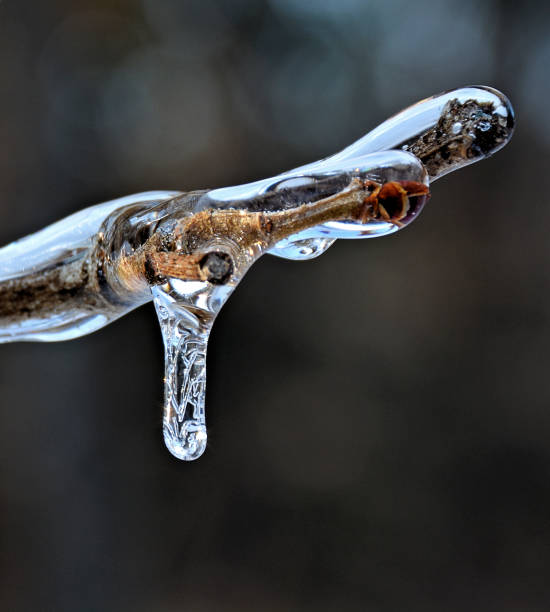Photo of Icicle with Coating of Ice on Tree Branch