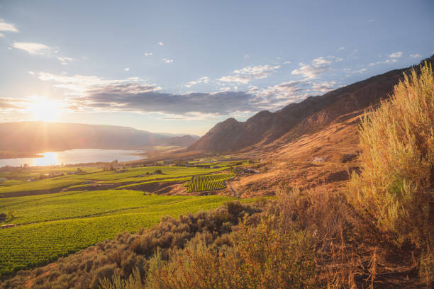 Osoyoos Sunset A sunset view of the Okanagan vineyards and orchards in Osoyoos, B.C. Canada, which is renowned wine country in the Okanagan Valley. golden hour drink stock pictures, royalty-free photos & images