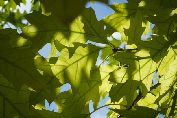 istock Leaf on a sunny day in a park 1293511815